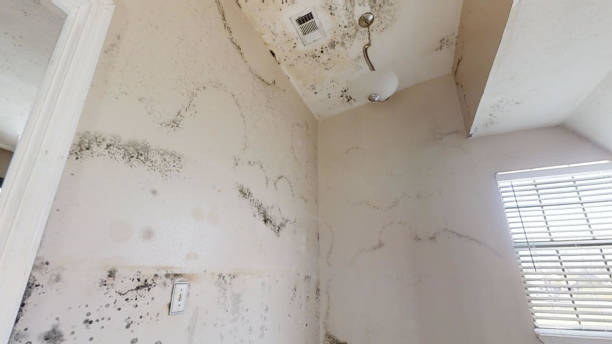 Best Post-Construction Mold Inspection  in Del Norte, CO