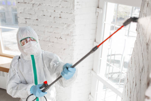 Best Mold Removal for HVAC Installations  in Del Norte, CO