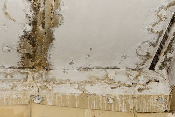 Mold Documentation for Insurance Claims in Del Norte, CO