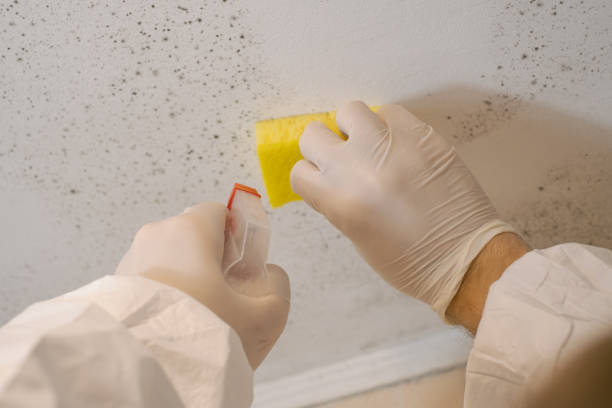 Best Basement Mold Removal  in Del Norte, CO