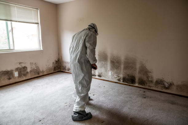 Best Mold Odor Removal Services  in Del Norte, CO